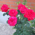 Подросшие розы "Русский огород"